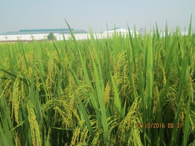 Kết quả nghiên cứu khoa học sản xuất thử và khu vực hóa giống lúa chất lượng cao BT7KBL