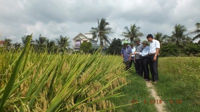 Giới thiệu giống lúa mới của Công ty CP Giống cây trồng Hải Dương