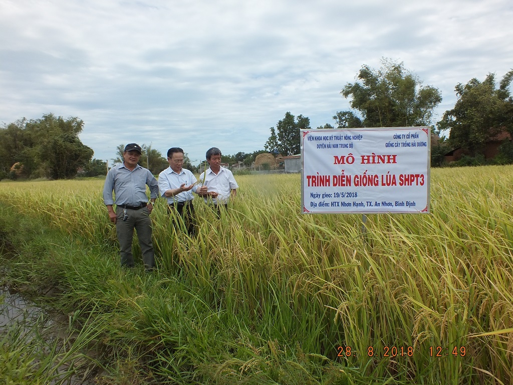 Lãnh đạo Công ty Giống cây trồng Hải Dương thăm mô hình giống SHPT3 tại Bình Định